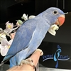 Indian Ringneck - Violet Cobalt - Female