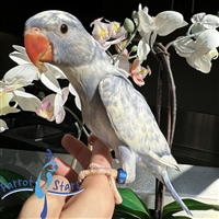 Indian Ringneck - Violet Heavy Pied - Male