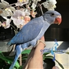 Indian Ringneck - Violet Cobalt -  Male