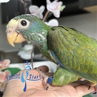 White Capped Pionus - Female