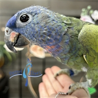 Blue Headed Pionus - Male