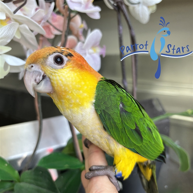White Bellied Caique - Male