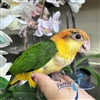 White Bellied Caique - Female