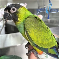 Nanday Conure - Male