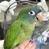 Blue Crowned Conure - Male