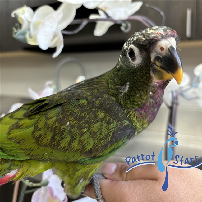 Maximilian Pionus - Female