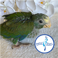 White Capped Pionus - Male