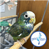 White Capped Pionus - Male