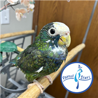 White Capped Pionus - Male