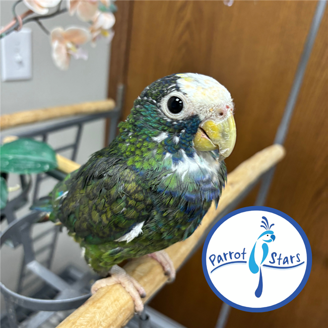 White Capped Pionus - Male