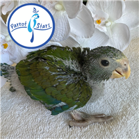 White Capped Pionus - Male