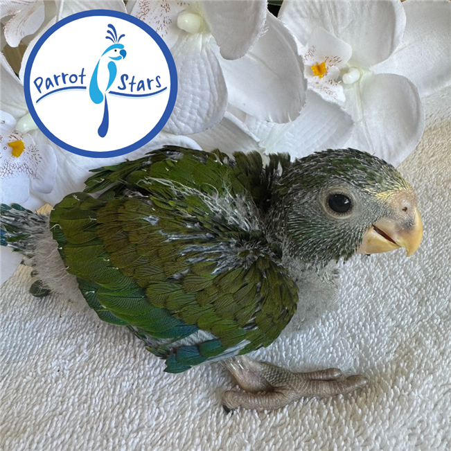White Capped Pionus - Male