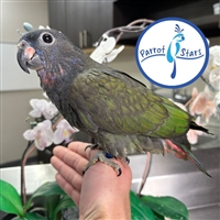 Blue Headed Pionus - Male