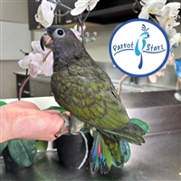 Blue Headed Pionus - Male