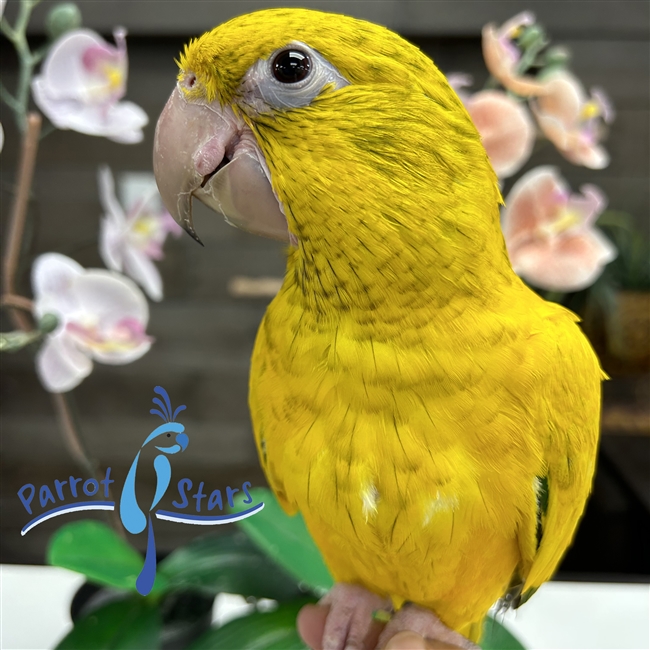 Golden Conure - Queen of Bavaria - Male