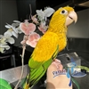 Golden Conure - Queen of Bavaria - Female