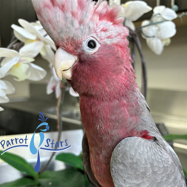 Rose Breasted Cockatoo - Female