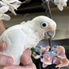 Goffin's Cockatoo - Female