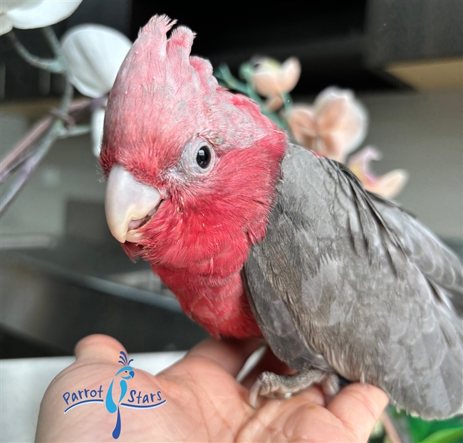 Rose Breasted Cockatoo - Female