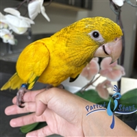 Golden Conure - Queen of Bavaria - Female