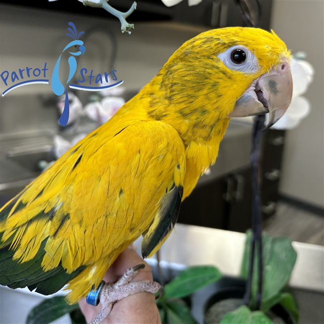 Golden Conure - Queen of Bavaria - Female