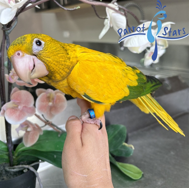 Golden Conure - Queen of Bavaria - Female