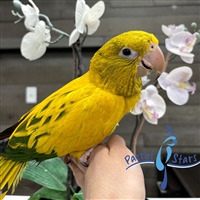 Golden Conure - Queen of Bavaria - Male