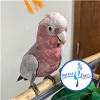 Rose Breasted Cockatoo - Male