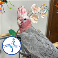 Rose Breasted Cockatoo - Female