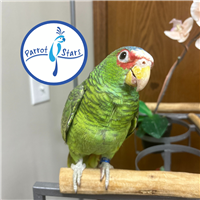 White Fronted Amazon - Female