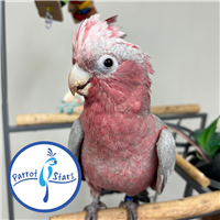 Rose Breasted Cockatoo - Male