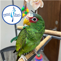 White Fronted Amazon - Male