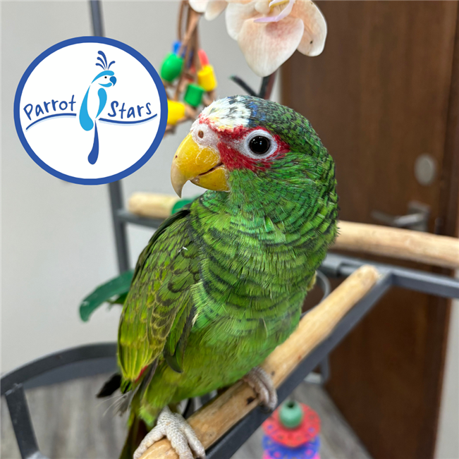 White Fronted Amazon - Male