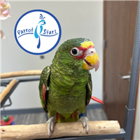 White Fronted Amazon - Male