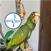 White Fronted Amazon - Male