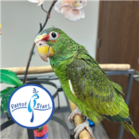 White Fronted Amazon - Female