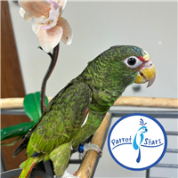 White Fronted Amazon - Male