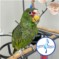 White Fronted Amazon - Male