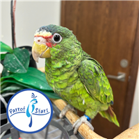 White Fronted Amazon - Female
