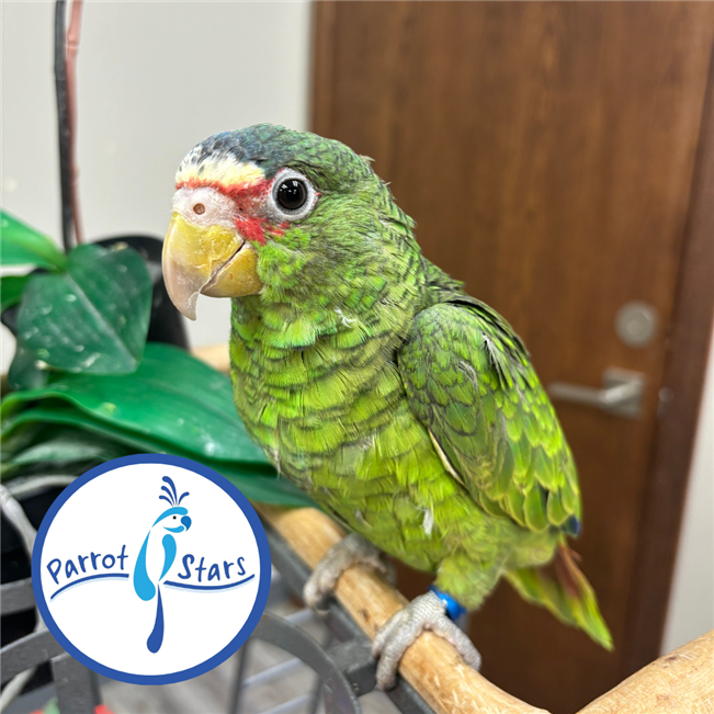 White Fronted Amazon - Female