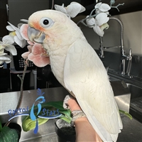 Goffin's Cockatoo - Male