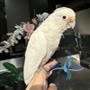 Goffin's Cockatoo - Female