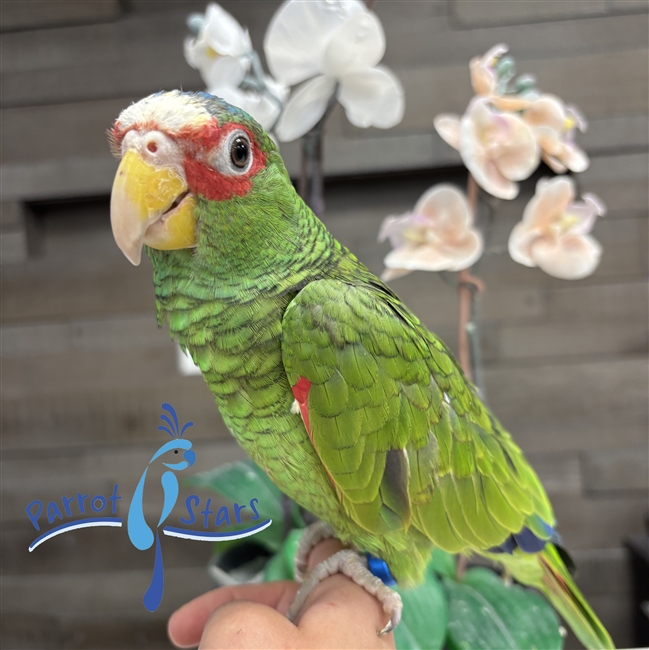 White Fronted Amazon - Male