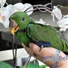 Solomon Island Eclectus - Male