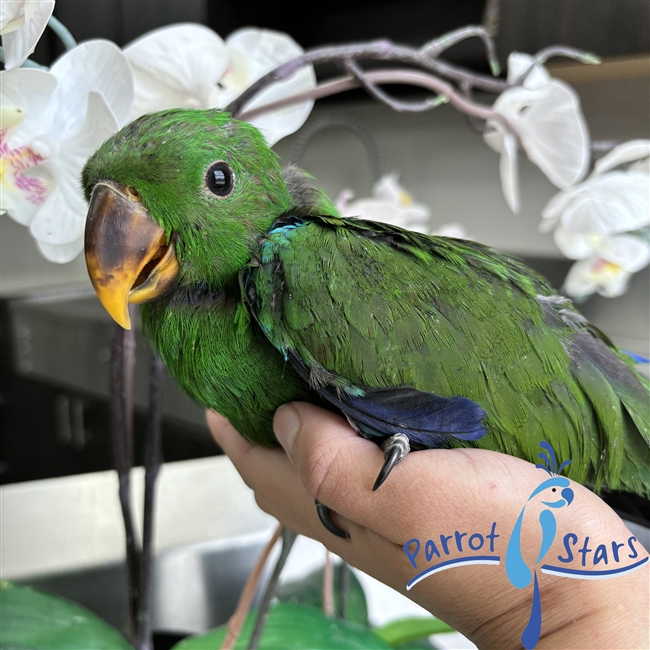Solomon Island Eclectus - Male