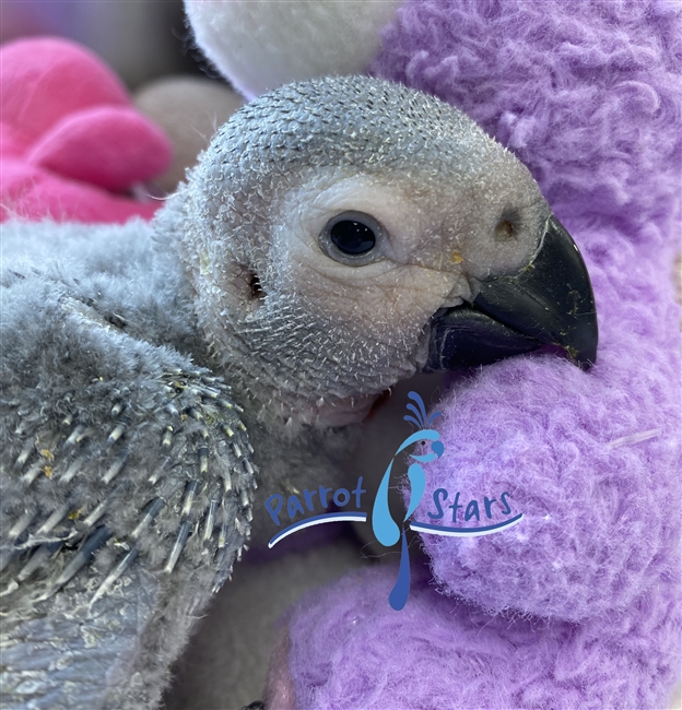 Congo African Grey - Female