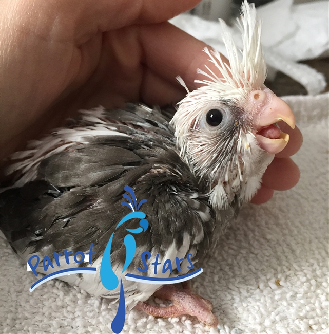 Cockatiel - Grey White Face Pied