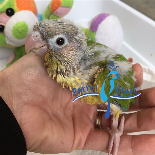 Green Cheek Conure - Pineapple