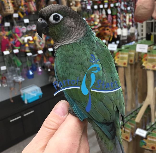 Green Cheek Conure - Turquoise