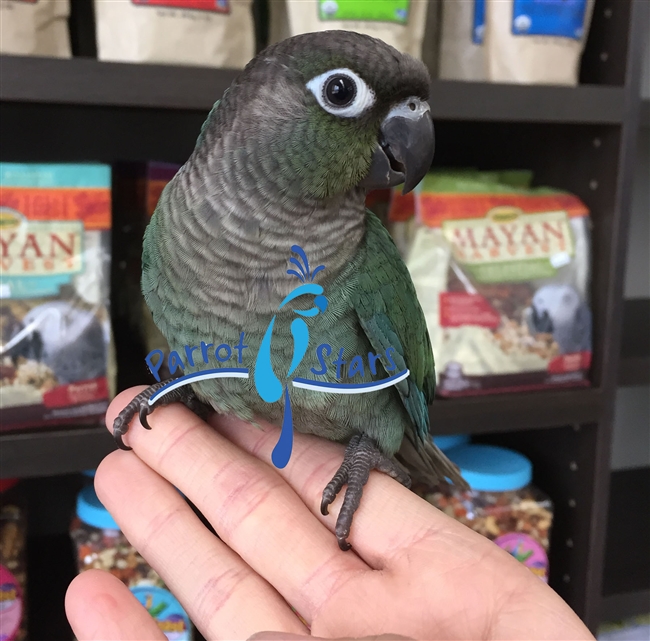 Green Cheek Conure - Turquoise